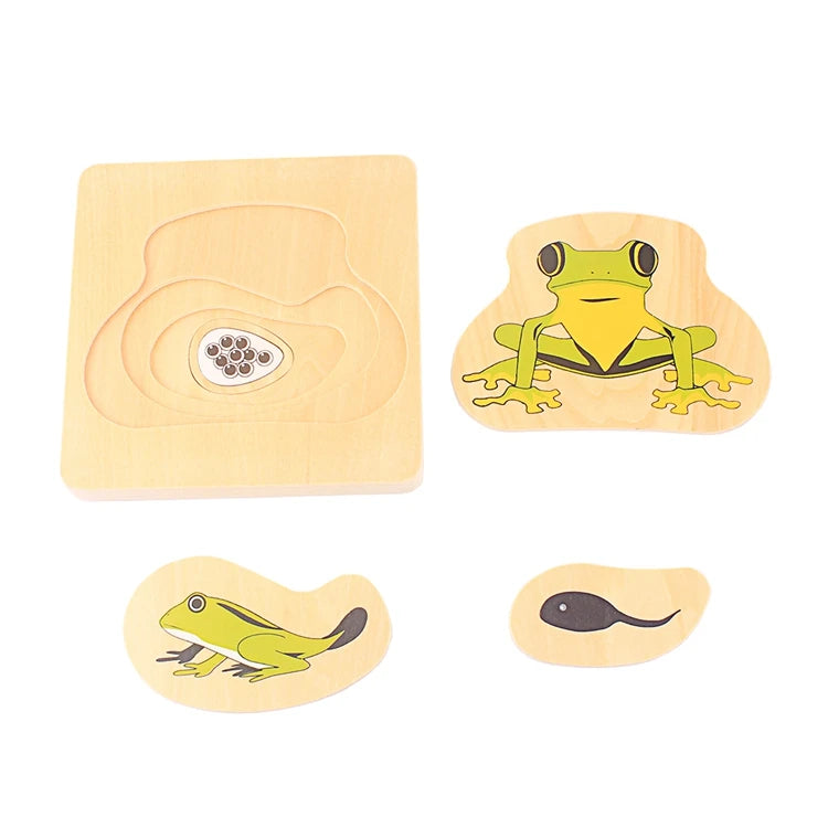 Baby Toys Montessori Materials Biology Wood Toy Life Cycle of Frog Animals Plant Human Hen Butterfly Biological Life Educational