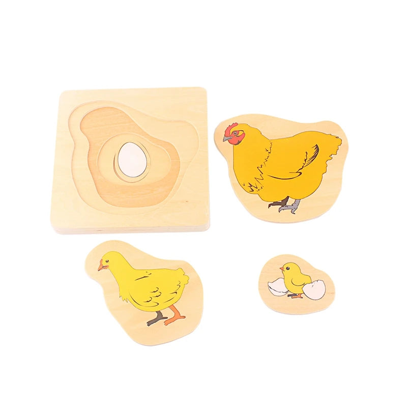 Baby Toys Montessori Materials Biology Wood Toy Life Cycle of Frog Animals Plant Human Hen Butterfly Biological Life Educational